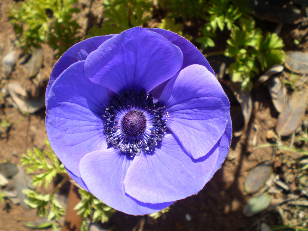 راهنمای نگهداری و پرورش گل و گیاهان زینتی - گل باد